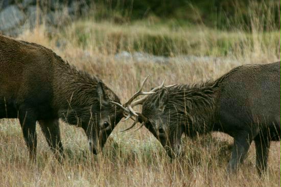 Red Deer <i>Cervus elaphus</i>